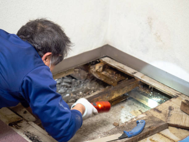 Best Attic Mold Removal  in Dunkirk, MD