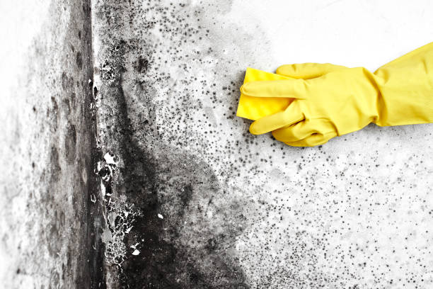 Home Mold Removal in Dunkirk, MD