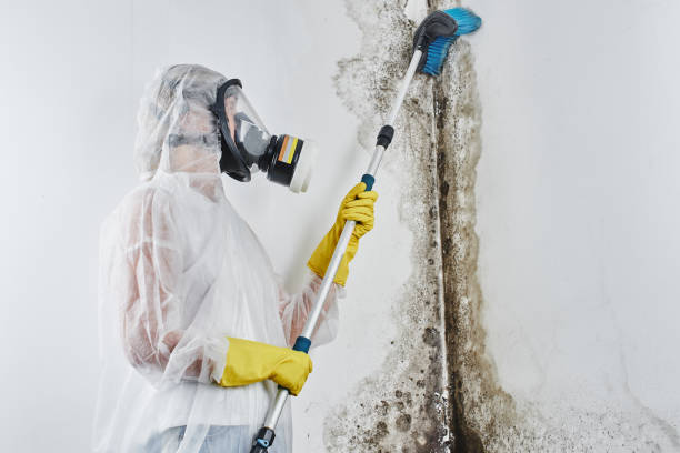 Best Crawl Space Mold Removal  in Dunkirk, MD