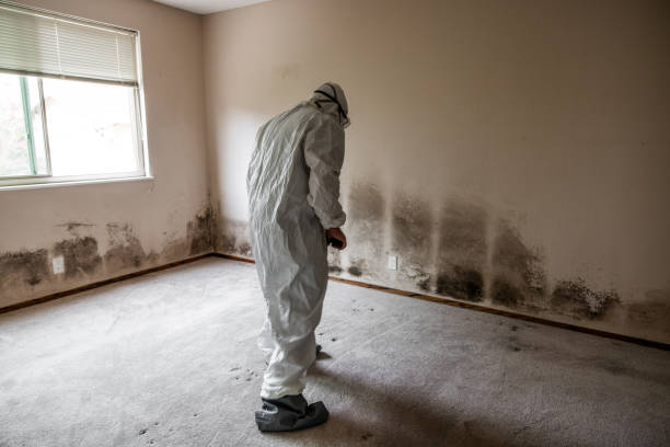 Certified Mold Removal in Dunkirk, MD